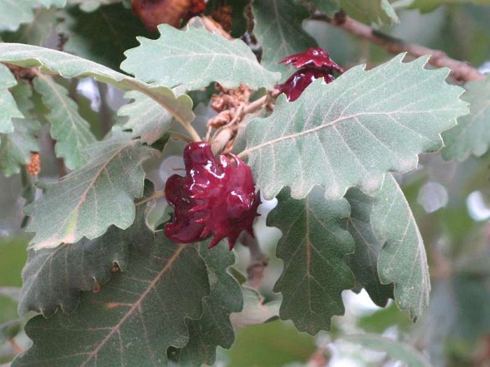 Agallas (Quercus pubescens)